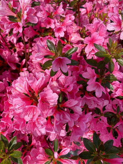 Japanse Azalea - Azalea japonica 'blaauw's Pink'