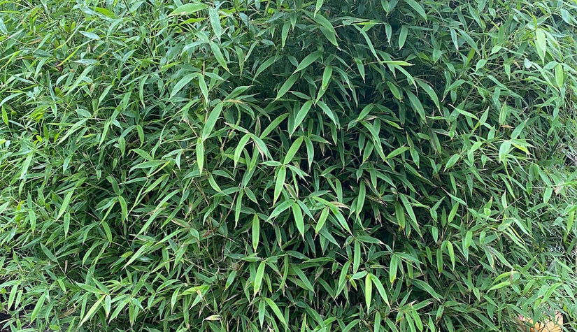 Bambusa niet woekerende bamboe