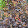 Physocarpus opulifolius 'Diabolo' meerstammige struik donker blad