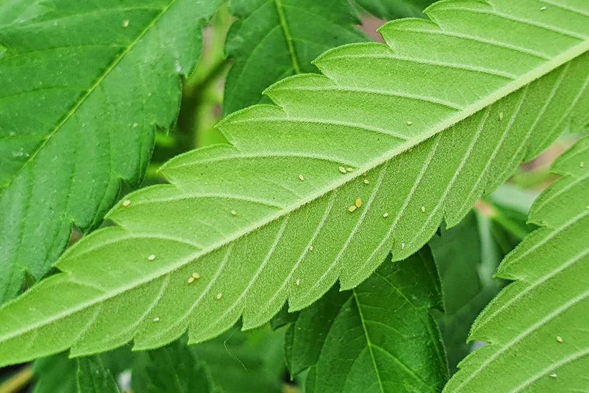 Bladluizen in de tuin