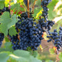 Blauwe druif - Vitis 'Regent' 