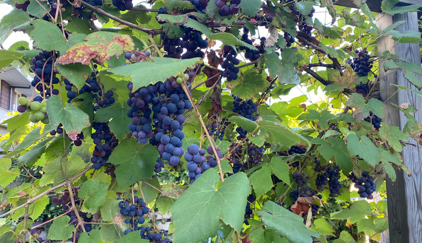blauwe druif klimplanten pergola