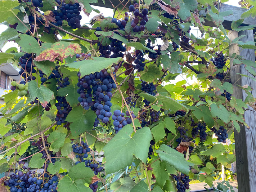 blauwe druif klimplanten pergola