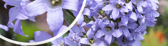 Klokjesbloem - Campanula lactiflora 'Loddon Anna'