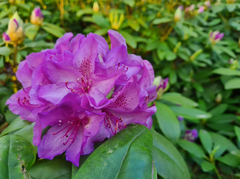 Rhododendron tuinplant