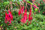 Fuchsia tuinplanten borders