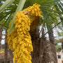 bloemen-chinese-palm.jpg