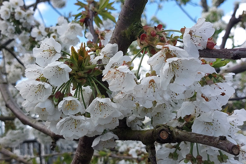 Bloesem Kersenboom - Prunus Avium 'Kordia'