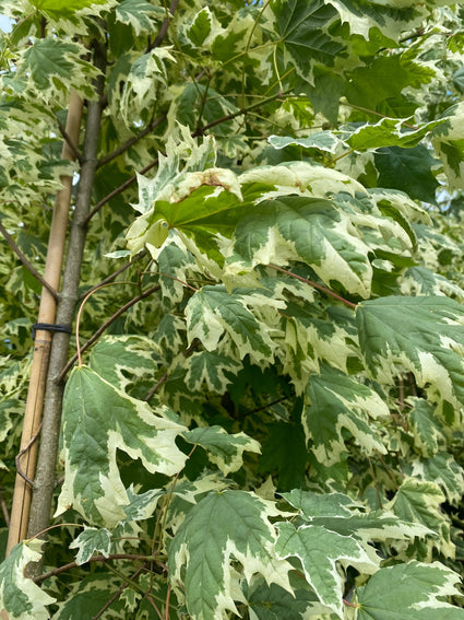 Bonte Noorse Esdoorn Acer platanoides 'Drummondii'