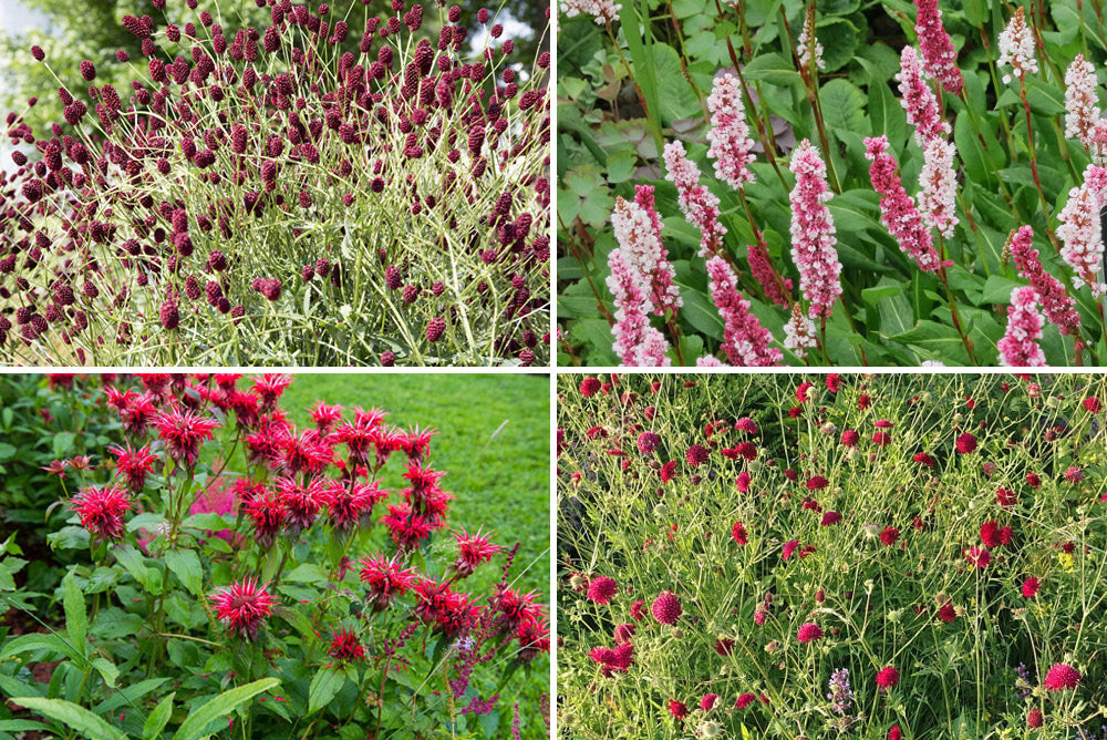 Borderpakket Prairietuin vaste planten rood kopen webshop