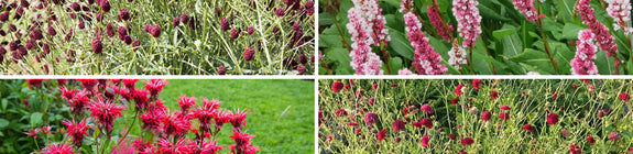 Rood bloeiende vaste planten borderpakket tuinplanten