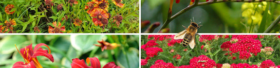 Bijvriendelijke tuinplanten - Rood - Zon