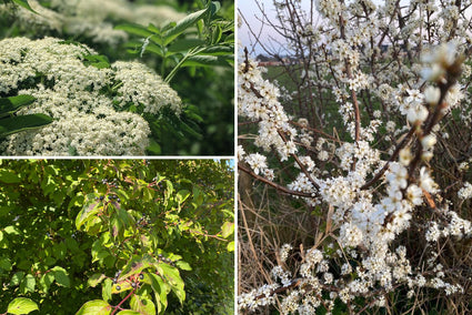 Sem - Borderpakket inheemse heesters - Bloeikleur Wit