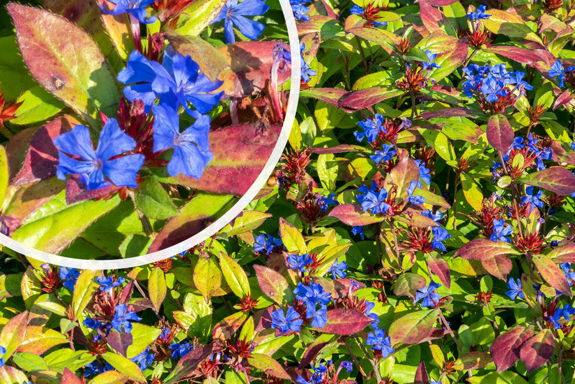 Loodkruid - Ceratostigma plumbaginoides