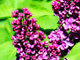 syringa charles joly - winterharde sering paars bloeiende struik 