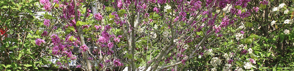 Cercis Chinensis 'Avondale'