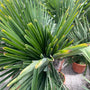 chinese-palm-bladeren.jpg