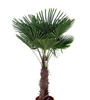 chinese-palm.png