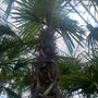 chinese-palmboom-kopen-1-3-meter.jpg