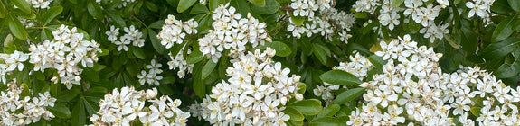 Choisya Ternata witte bloemen