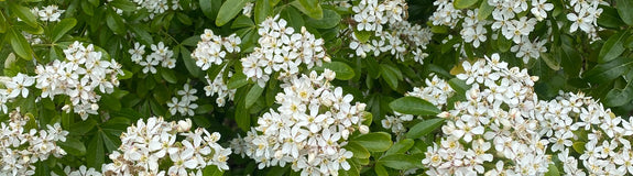 Choisya Ternata witte bloemen