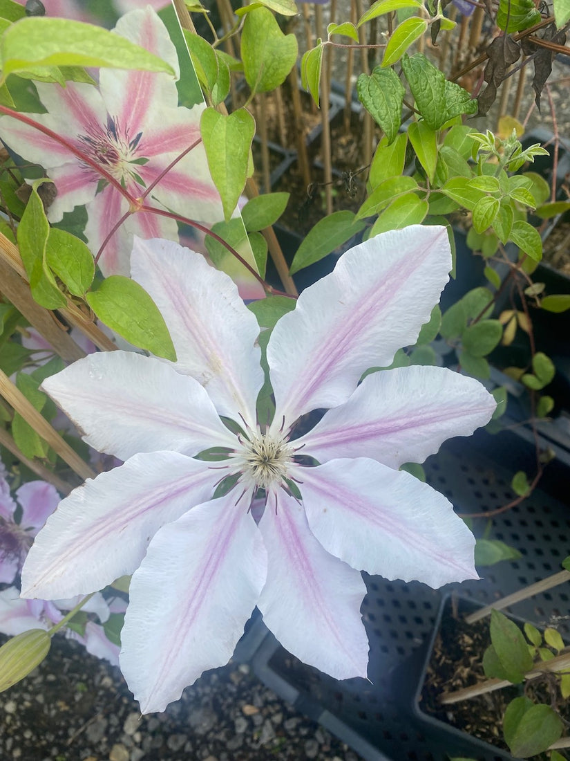 Clematis 'Nelly Moser' bloei