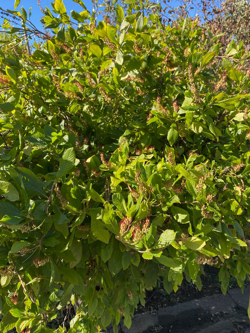 clethra-alnifolia struik