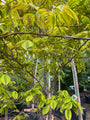 cornus-kousa-sunset-geelgroen-gevlekt-blad.jpg