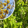 Gele Kornoelje - Cornus mas - Gele bloemen