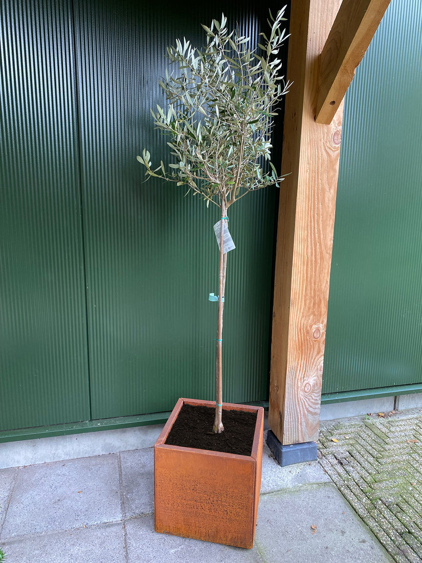 Plantenbak Kubus Cortenstaal met olijfboom