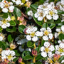 Dwergmispel - Witte bloemen