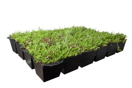 Sedum cassettes covergreen kant en klare groene daken