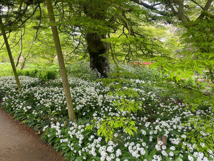 Daslook Allium Ursinum schaduw plant voor onder bomen