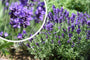 Gewone lavendel - Lavandula angustifolia 'Dwarf Blue' in bloei