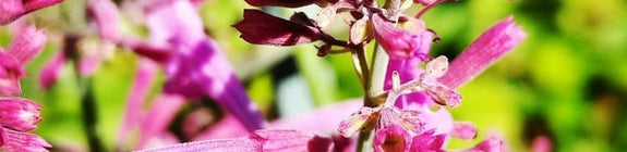 Agastache dropplant roze bloeikleur