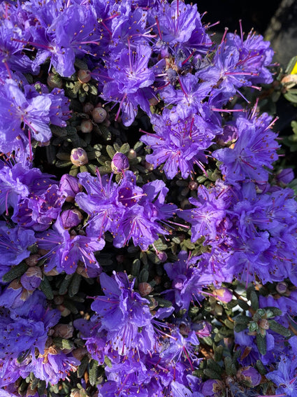 Dwerg Rhododendron - Rhododendron 'Arctic Blue'