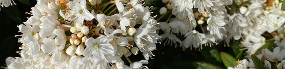 dwerg-rododendron-milky-way.jpg
