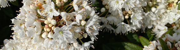 dwerg-rododendron-milky-way.jpg