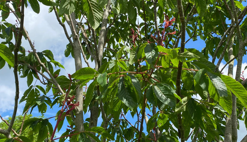 Rode pavia - Aesculus pavia