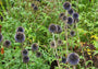 Kogeldistel - Echinops ritro bijna uitgebloeid