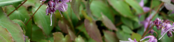 elfenbloem-lilafee-paars.jpg