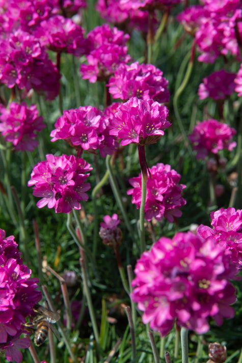 Engels Gras - Armeria maritima 'Dusseldorfer Stolz' plant