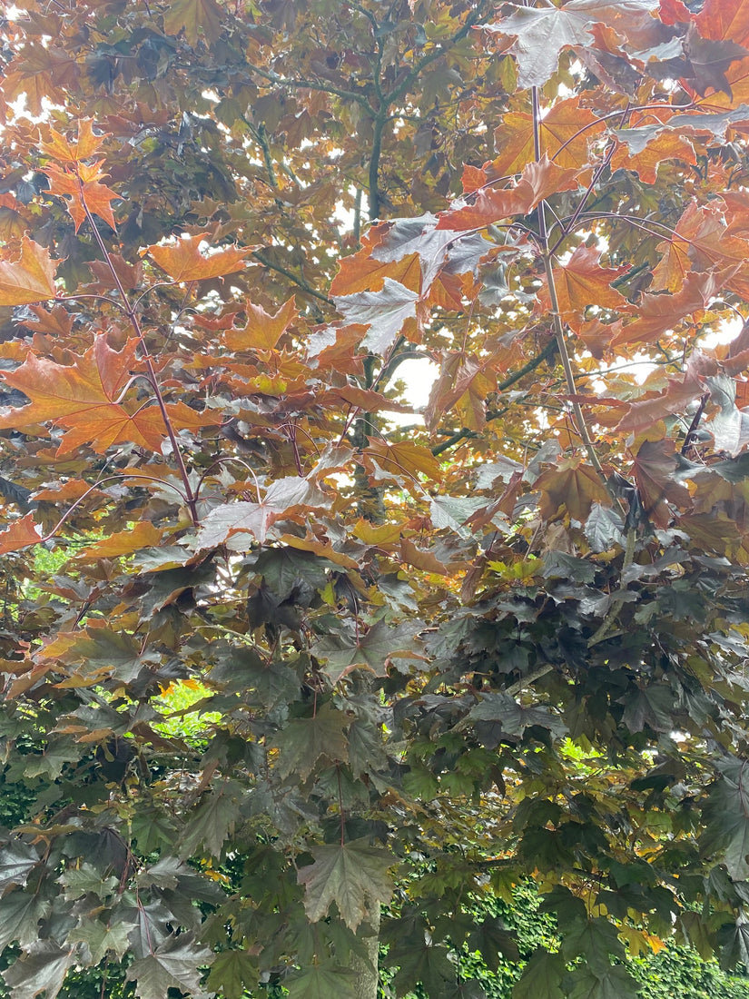 Donkerrood blad Acer platanoides 'Crimson Sentry'