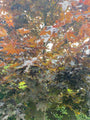 Donkerrood blad Acer platanoides 'Crimson Sentry'