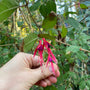 fuchsia bloem