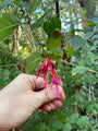 fuchsia bloem