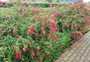 Tuinplanten borderpakket bloeikleur rood vaste plant