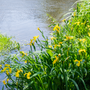 gele lis iris plant voor oevers en rond vijvers