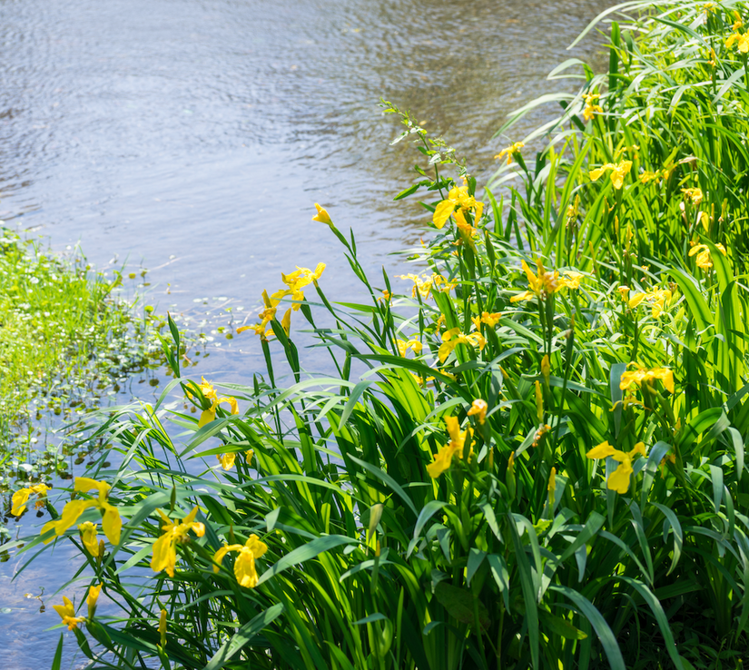 gele lis iris plant voor oevers en rond vijvers