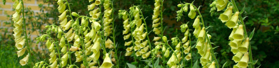 gele-vingerhoedskruid-Digitalis-grandiflora.jpg
